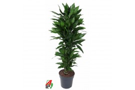 Dracaena fragr. janet lind vertakt