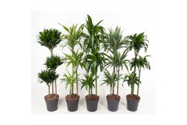 Dracaena mix 90-60-30