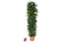 Ficus binnendijkii alii king zuil