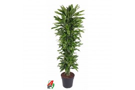 Dracaena golden coast vertakt