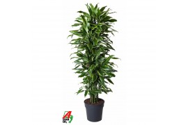 Dracaena fragr. golden coast vertakt