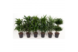 Dracaena mixkar deremensis mix 45-carrousel