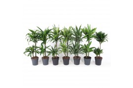 Dracaena mix 45-15