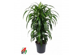 Dracaena fragr. hawaiian sunshine vertakt