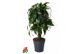 Dracaena dorado compacta vertakt