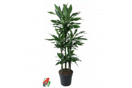 Dracaena fragr. janet lind deremensis mix 45-carrousel