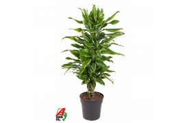 Dracaena fragr. golden coast vertakt