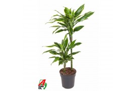 Dracaena golden coast 45-carrousel