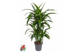 Dracaena fragr. janet craig 45-carrousel