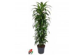 Dracaena fragr. hawaiian sunshine vertakt