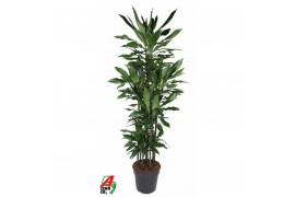 Dracaena fragr. janet lind 120 carrousel,8 pp