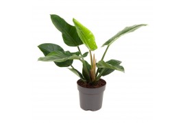 Philodendron imperial green