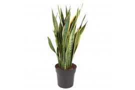 Sansevieria trifasciata laurentii