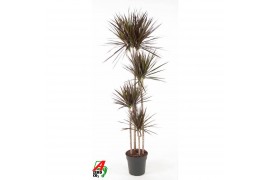 Dracaena marg. magenta 120-90-60-30