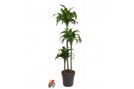 Dracaena fragr. compacta dorado 45-carrousel