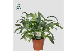 Phlebodium aureum blue star Air So Pure