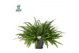 Nephrolepis exaltata green lady Air So Pure, Hangpot