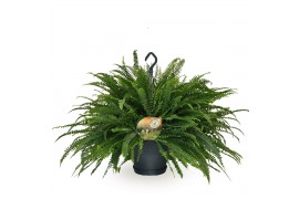 Nephrolepis exaltata green lady Hangpot