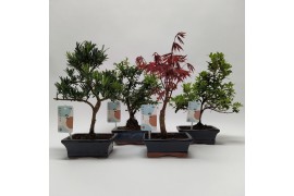 Bonsai mix Outdoor