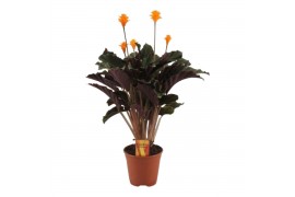 Calathea crocata basic 5/6