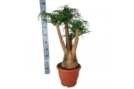 Beaucarnea recurvata vertakt