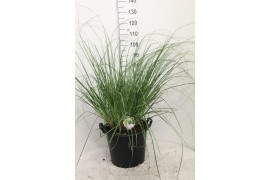 Cortaderia selloana pumila