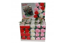 Camelia mix 3 kleuren ,zonder bloem bl.