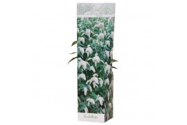 Buddleja davidii white profusion wit