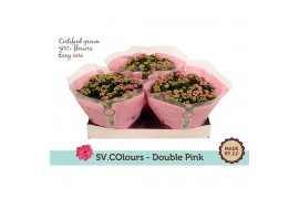 Kalanchoe rosalina don nando double pink in box