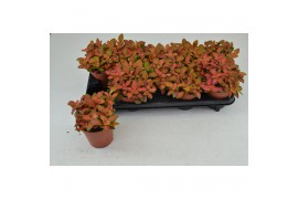 Fittonia ruby lime