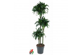 Dracaena fragrans Dracaena Tatuade 90-60-30