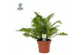 Blechnum gibbum silver lady Air So Pure