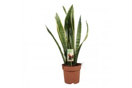 Sansevieria trifasciata laurentii