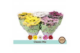 Chrysanthemum ind. mix