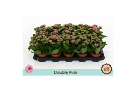 Kalanchoe bloss. rosalina nando pink double pink, zonder hoes