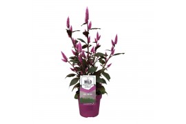 Celosia wild pink gardenplant