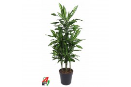 Dracaena fragr. cintho 90-carrousel