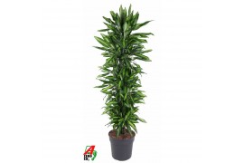 Dracaena fragr. cintho vertakt