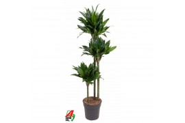 Dracaena fragr. compacta green jewel 90-60-30