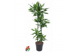 Dracaena fragrans cintho 90-60-30-15