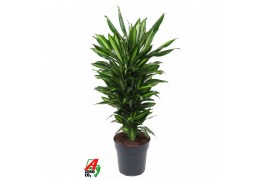 Dracaena fragr. cintho vertakt