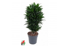 Dracaena fragr. compacta vertakt