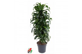 Dracaena fragr. compacta dorado vertakt