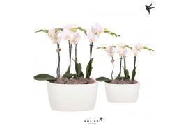 Phalaenopsis Kolibri Orchids Phalaenopsis 4 spike Oval Schaal White