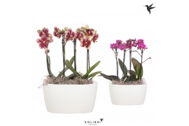 Phalaenopsis Kolibri Orchids Phalaenopsis 4 spike Oval Schaal