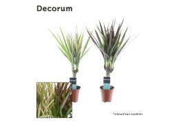 Dracaena marginata tiny tummy magenta en bicolor mix decorum