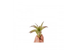 Tillandsia multiflora bonsai 101945 baby