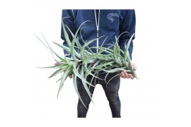 Tillandsia faciculata XXL