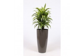 Dracaena fragr. der. lemon lime in Santorini pot "taupe"