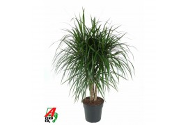 Dracaena marginata vertakt